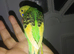 Hand reared tame budgie