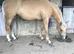 3 yrs old Palomino Filly