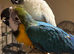 HandReared Super tame female blue and gold macaw