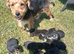 9 stunning Lakeland pups looking for their forever home