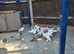 Pakistani pigeons