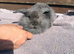 Baby lion head lops