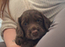 Cocker Spaniel Puppies