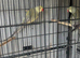 Pair of Ringnecks