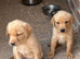 KC Golden Labrador Puppies
