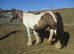 gypsy cob mare