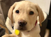 Adorable pedigree light Labrador boy puppy for sale