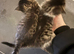 2 girl teddy kittens ready for new home