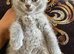 Beautiful British Blue Kittens