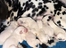 Kc Dalmatian puppies