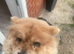 Chow chow female for re homing