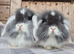 Mini Lion lops 1 boy 1 girl