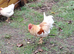 6.5month old cockerel