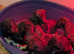 Scottish Deerhound pups