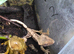 Baby Crested geckos