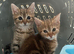 Lilac x Tabby Kittens Bengal Style Fluffy Bonded Pair