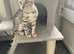 Last two ready now TICA registered