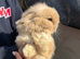Lion lop doe