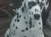 Stunning pure bred Dalmatian pups