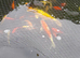 Pond fish