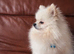 Proven Cream Pomeranian Stud &ndash; Double Coated & Healthy
