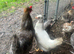Various breeds for sale