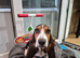 Basset hound puppy female