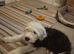 Old English Sheepdog pup.