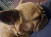 Fluffy female french bulldog 12 month old