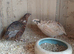 Coturnix quail hatching eggs