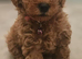 Licensed breeder, kennel club tiny red toy poodles