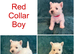 7 Wonderful Westie Pups