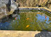 Pond