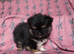 Very special pomchi boy