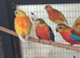 Turquoisine's for sale