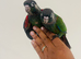 Hand reared conures for sale