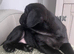 KC reg black pug puppies 2 girls left