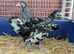 Silver spangled Hamburgs