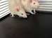 2 beautiful male rats looking for their forever home