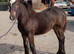 Traditional cob colt