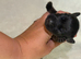 Litter of 9 Lakeland boarder cross parson Russell