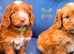 F1 apricot and fox red mini cockapoos 30 dna health tested clear