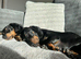 2 year old Daschund