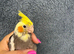 3 hand reared, tame cockatiels.