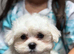 for sale maltese puppies