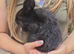 2 Dutch cross boy rabbits