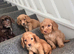 Lovely f1 cockapoo puppies