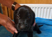 Flatcoat x golden retriever pups
