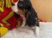 Cavalier King Charles