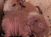Baby guinea pigs